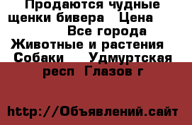 Продаются чудные щенки бивера › Цена ­ 25 000 - Все города Животные и растения » Собаки   . Удмуртская респ.,Глазов г.